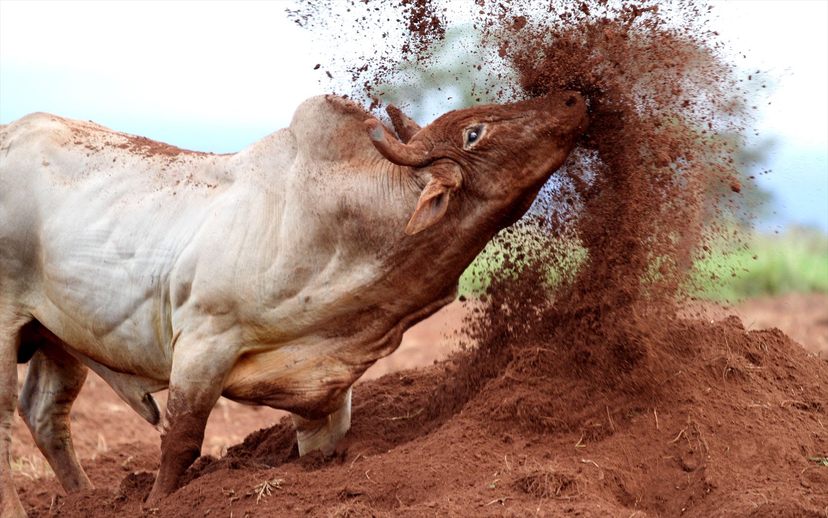 Rodeio toros e cavalos 